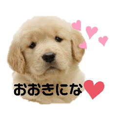 [LINEスタンプ] 大阪生まれのゴールデン
