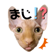 [LINEスタンプ] スフィンクス猫の桃乃助