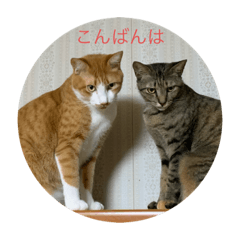 [LINEスタンプ] あんことおもちの日常