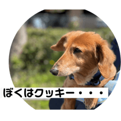 [LINEスタンプ] ぼくはクッキー
