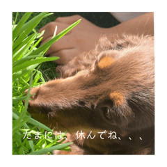 [LINEスタンプ] ミニチュアダックスフンド  可愛い飼い犬