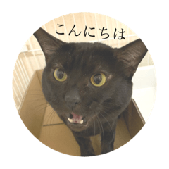 [LINEスタンプ] じゅじゅくんスタンプ