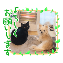 [LINEスタンプ] 吉之助＆きなこ(総集編)