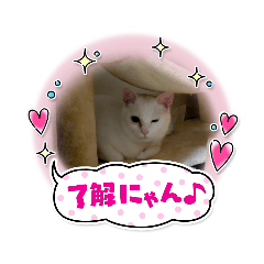 [LINEスタンプ] ハジ＆キリ猫の日常❸