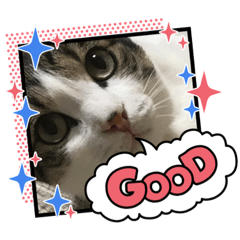 [LINEスタンプ] いろいろ使える、日常ネコちょこスタンプ