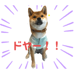[LINEスタンプ] うちのみかんちゃんスタンプ