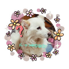 [LINEスタンプ] 大好きな愛犬をスタンプにしました