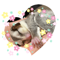 [LINEスタンプ] フクロモモンガ あずきスタンプ