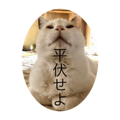 [LINEスタンプ] CozyCatShelter