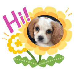 [LINEスタンプ] Kai’s happy life