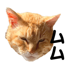 [LINEスタンプ] 茶トラ 野良猫イジョン