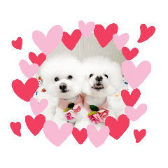 [LINEスタンプ] シャンファリのご機嫌スタンプ♡