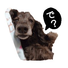 [LINEスタンプ] 我が家のききちゃんその2