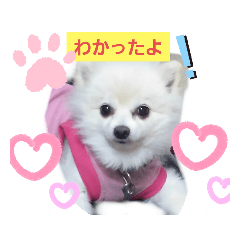 [LINEスタンプ] marimousachan