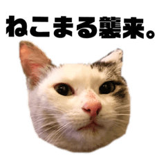 [LINEスタンプ] ねこまるー。