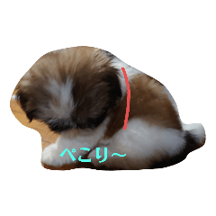 [LINEスタンプ] シーズー犬めい3