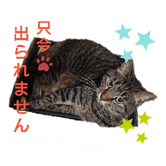 [LINEスタンプ] キジトラくるみとハチワレしじみの日常
