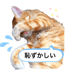 [LINEスタンプ] 茶太郎スタンプぅ