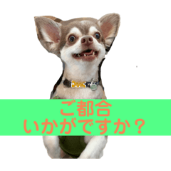 [LINEスタンプ] チワワのノエルくん（敬語）