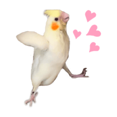 [LINEスタンプ] オカメインコのオルちゃん