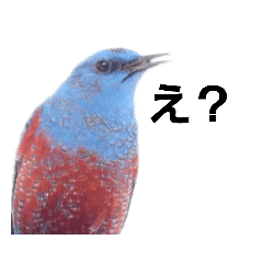 [LINEスタンプ] 野鳥と日常