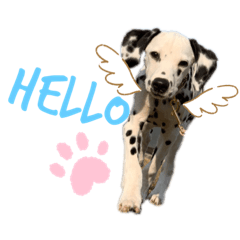 [LINEスタンプ] フィリくんのスタンプ