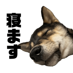 [LINEスタンプ] 黒柴犬のルークくん  3