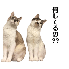 [LINEスタンプ] steve＆ matilda＆lucy