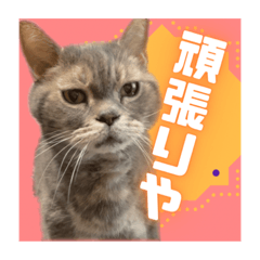 [LINEスタンプ] アル中の猫さんとアヒルさん
