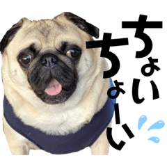 [LINEスタンプ] ぱぐ三兄弟