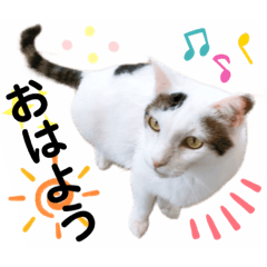 [LINEスタンプ] ファニーなニャンズ 2021 可愛いにゃんこ