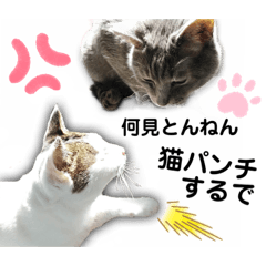 [LINEスタンプ] ファニーなニャンズ 2021 ネタにゃんこ