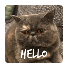 [LINEスタンプ] ぽちょむですぅ