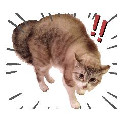 [LINEスタンプ] 我が家のリクーム10歳記念