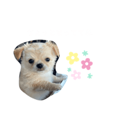 [LINEスタンプ] コニシ's