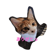 [LINEスタンプ] 家の猫ズ