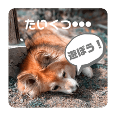 [LINEスタンプ] KOROの日常