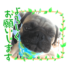[LINEスタンプ] アンコさん6