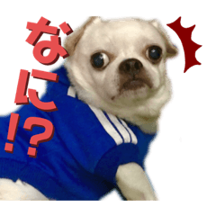 [LINEスタンプ] マイサムサム