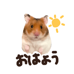 [LINEスタンプ] ゴールデンハムスターのおいもちゃん