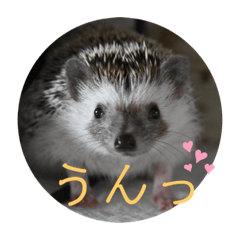 [LINEスタンプ] はりねずみで行こう2