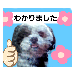 [LINEスタンプ] シーズーのジョンちゃん