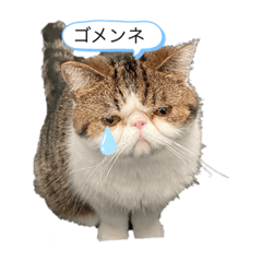 [LINEスタンプ] 獅子丸くんです