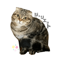[LINEスタンプ] 我が家のジュリエット