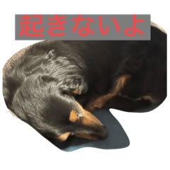 [LINEスタンプ] 私のDAKSちゃん