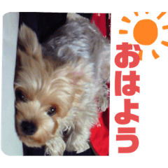 [LINEスタンプ] ヨーキーのぽんずくん