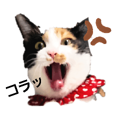 [LINEスタンプ] うにちゃん時々たらちゃん