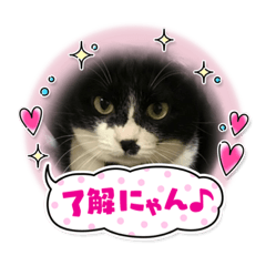 [LINEスタンプ] いろいろ使える、日常ねこウラスタンプ