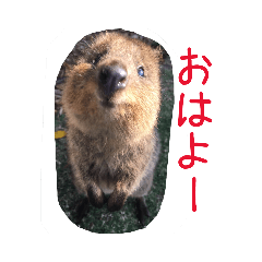 [LINEスタンプ] のんびりクォッカ