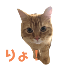[LINEスタンプ] トム（ねこ）の日常